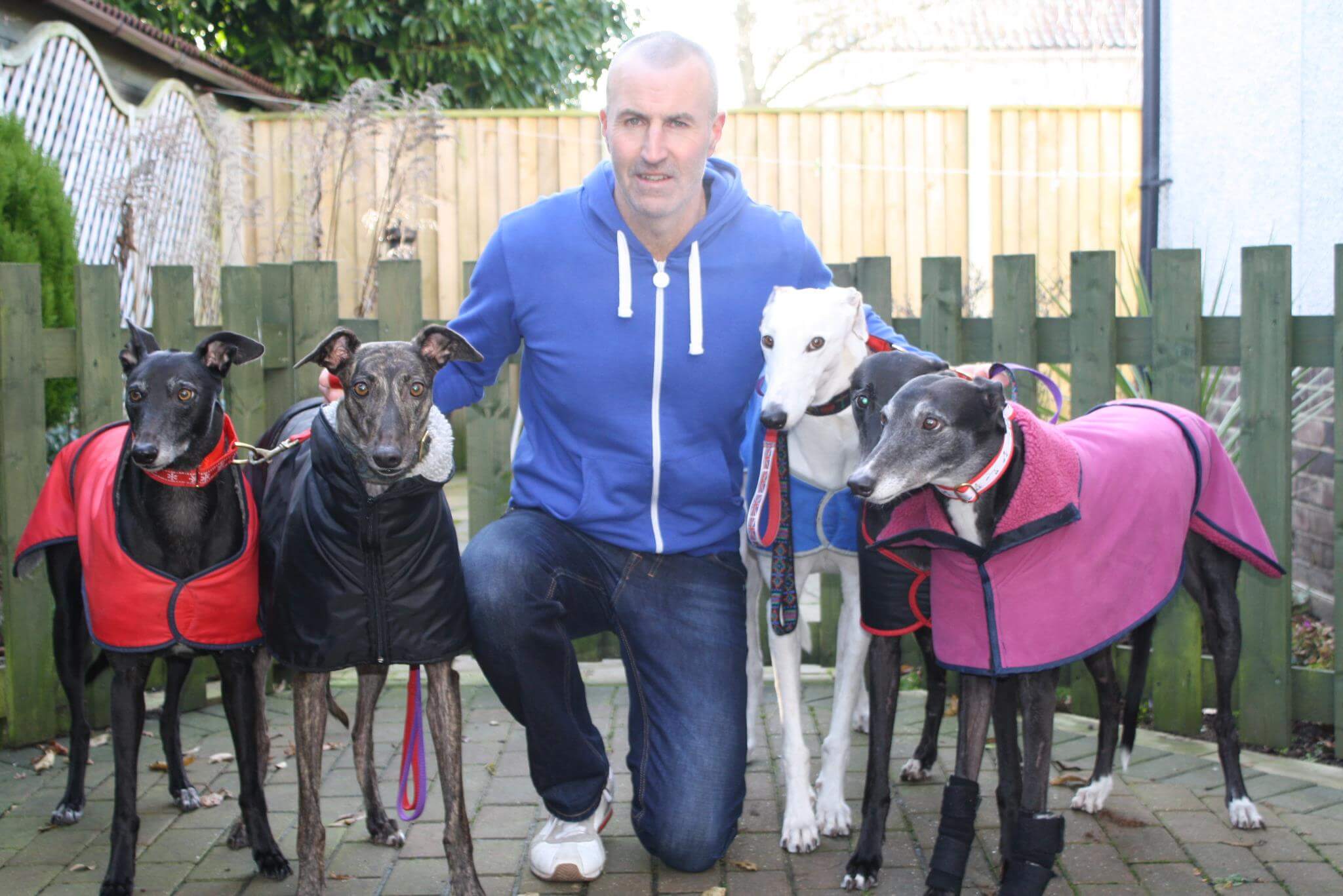 greyhound dogs as pets