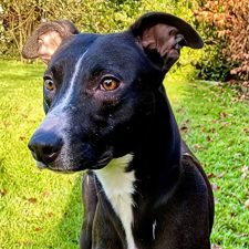 Lulu, a Unknown old female Lurcher available for adoption from Norfolk Greyhound Rescue in Norwich, Norfolk