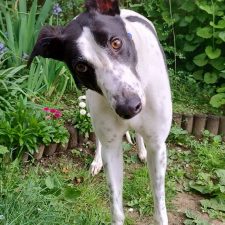 Marvin, a 2 years old male Greyhound available for adoption from Norfolk Greyhound Rescue in Norfolk
