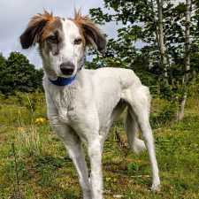 Emma, a 3 years old female Saluki available for adoption from Norfolk Greyhound Rescue in Norfolk