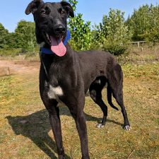 Harry, a Unknown old male Lurcher available for adoption from Norfolk Greyhound Rescue in Norfolk