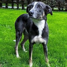 Cherry, a 1 year old female Collie X Lurcher available for adoption from Norfolk Greyhound Rescue in Norfolk